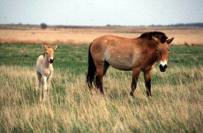 Лошадь Пржевальского (Equus przewalskii) - Статьи о лошадях и пони - Статьи- Клуб любителей животных \